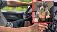 Sujeto lanza a 6 perritos desde su auto para deshacerse de ellos: “pensé que era lo más fácil"