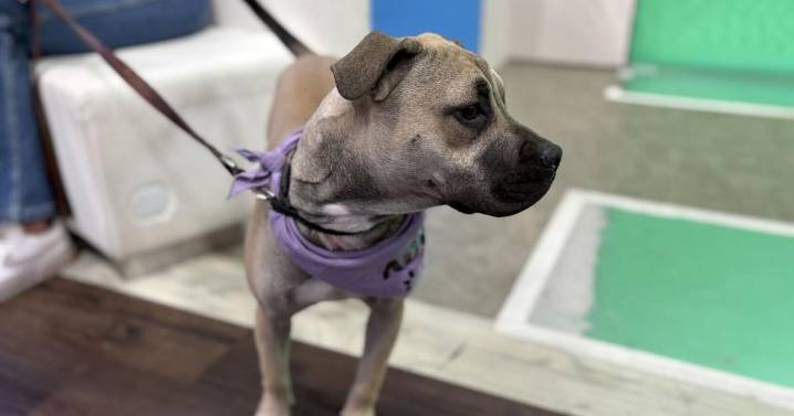 Furry Friend Friday: Meet Lady