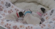 Box of newborn puppies rescued after abandoned along Harford County trail