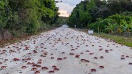 La espectacular invasión de millones de cangrejos en una isla australiana: este es el motivo
