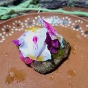 Tradición, creatividad y raíces: los tres platillos ganadores del concurso “Cocinando con Plantas Nativas”