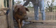 Friends of Clay County Youth Program gets ‘city kids’ out on the farm
