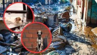 Video de mascotas rescatadas no ocurrió en Poza Rica, Veracruz; hechos sucedieron en Argentina y otros estados de México