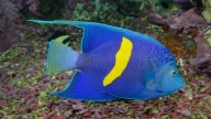 Confirman la existencia de una nueva especie marina en costa venezolanas 16 de octubre de 2025 | País El biólogo marino y especialista en peces, Angel Fariña dijo que de reproducirse sería riesgoso pa