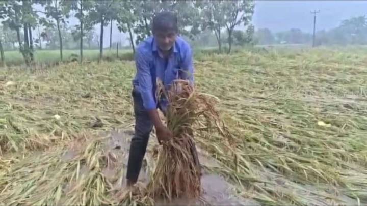 Warangal farmer loses it all as Cyclone Montha flattens paddy field