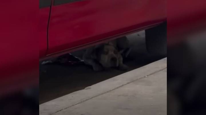 Fearful And Lonely Pup Who Hid Under Cars In California Finally Learns What True Love Feels Like