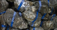 Texas Parks & Wildlife to open three oyster harvest areas in Galveston Bay