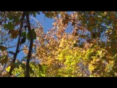 Fall foliage is emerging across the north Georgia mountains; how the drought could impact the peak