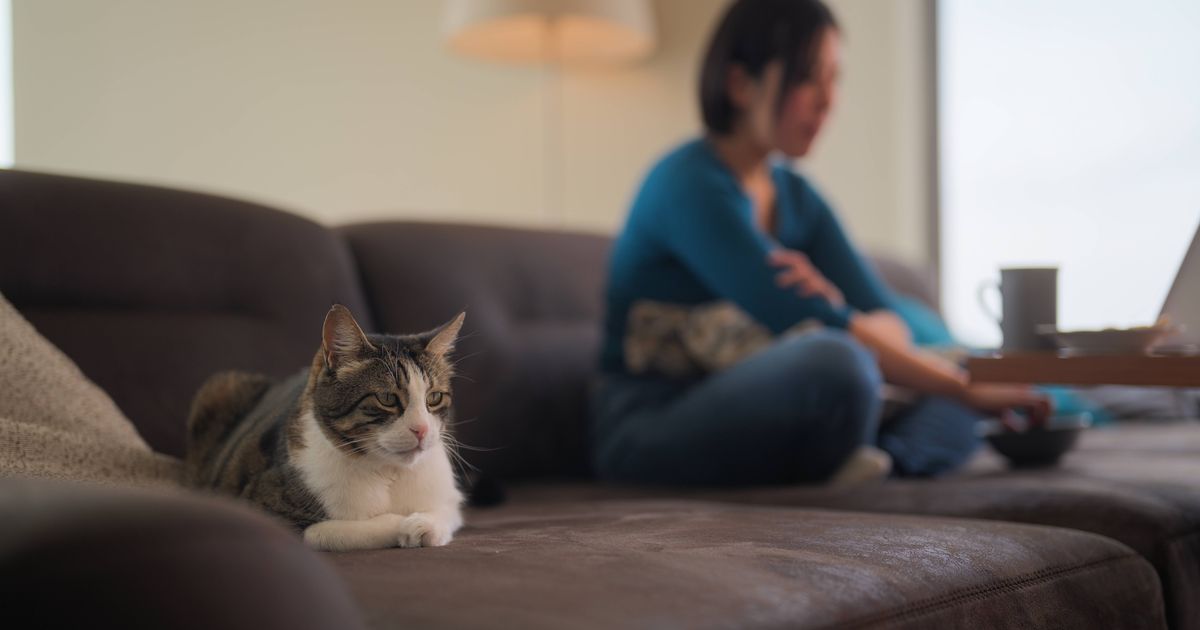 Cats will find you 'unbearable' to be around if you make common mistake