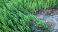 Suktel pipeline irrigation project’s first trial run marred by leaks in Odisha’s Bolangir, farmlands flooded
