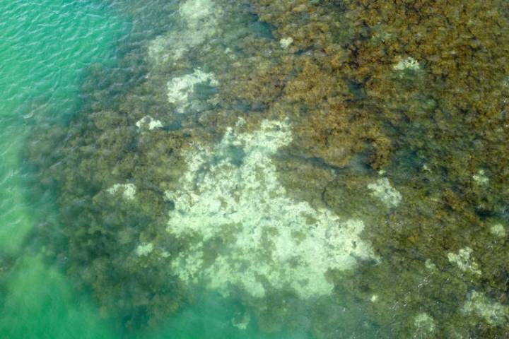 World’s coral reefs near irreversible die