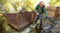 Annual count shows continued momentum for Hood Canal summer chum
