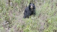 El municipio de Boyacá donde reapareció el oso andino, símbolo de esperanza y vida en Colombia