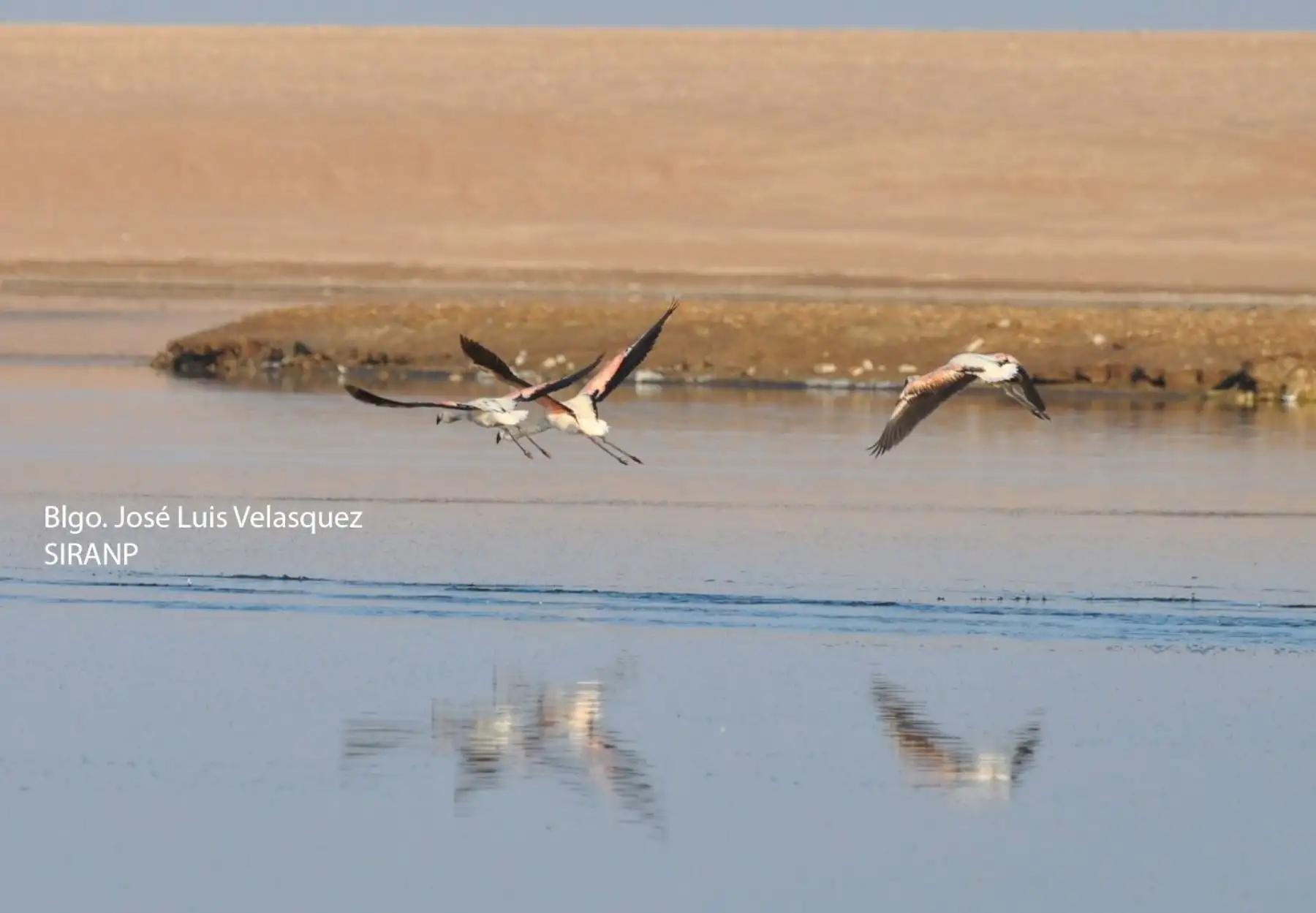 Arequipa: microalgas de laguna San Camilo serían una solución contra la contaminación