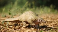 Pangolin smuggling racket busted in Gujarat's Rajkot, three arrested