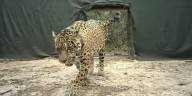 Liberan una yaguareté silvestre en El Impenetrable y avanzan en la recuperación de la especie