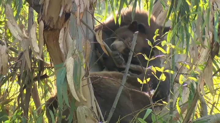 Live bear cam: At least 3 bears spotted in Encino