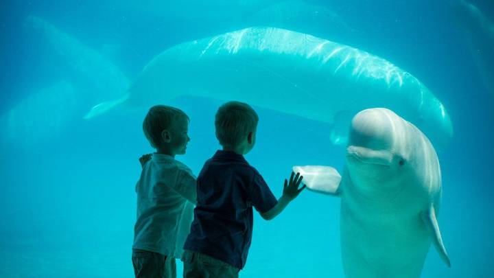 Amenazan con sacrificar a 30 ballenas beluga de un parque acuático de Canadá si el gobierno no les financia