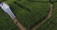 Cornfield labyrinth invites people to get lost in maize