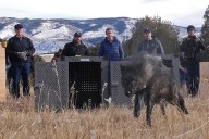 Trump administration tells Colorado wolves must come from U.S.
