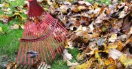 Leaf collection available to Twin Falls customers at no cost