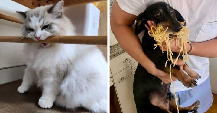 49 Hilarious Moments Of Pets Being All Drama, No Solutions