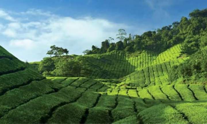Wadia group puts 691-acre Dunsandle Tea Estate in Nilgiris on the block