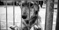 Celeste Ascencio alza la voz contra la crueldad animal