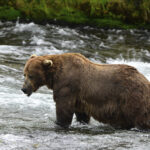 Chunk, a 1,200-pound bear with a broken jaw, wins Alaska’s popular Fat Bear Week contest