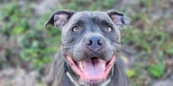 Marion County Pets: Sausage, Waffles, Margaret