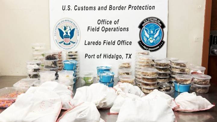 Decomiso de terror en la frontera: incautan carga de tarántulas y víboras en puente internacional