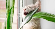 Cuáles son las plantas que NO deberías tener si tenés gatos: los principales motivos