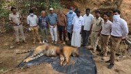 Amid Wildlife Week Celebrations, A Tiger Is Killed And Cut Into Three Pieces In Karnataka