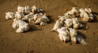 La oleada de gripe aviar se extiende por Valladolid: nuevo foco en una granja con 54.000 pollos en Ataquines
