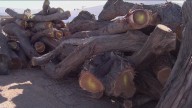 Sawmill gives new life to trees destroyed in Tempe microburst