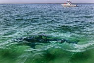 Massive shark tagged in Mass. has been found in rare spot