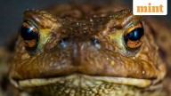 82-year-old woman eats live frogs to treat back pain: Check what happens next