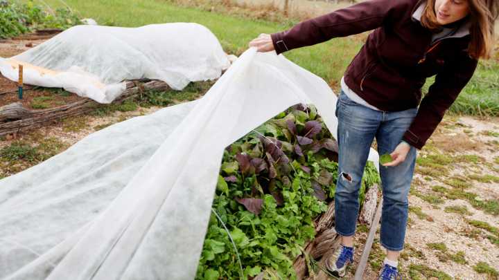 Frost, freezing temperatures on way to Michigan Wednesday night. Here's where