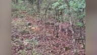 Video of mountain lion spotted in Arkansas goes viral after woman’s surprise encounter