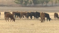 Refuerzan muro contra ‘Gusano Barrenador’; mantiene Coahuila vigilancia fitozoosanitaria