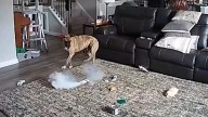 Dog sparks house fire after chewing on battery. See video.