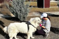 Microsoft employees pick Bertram dog rescue for month of giving