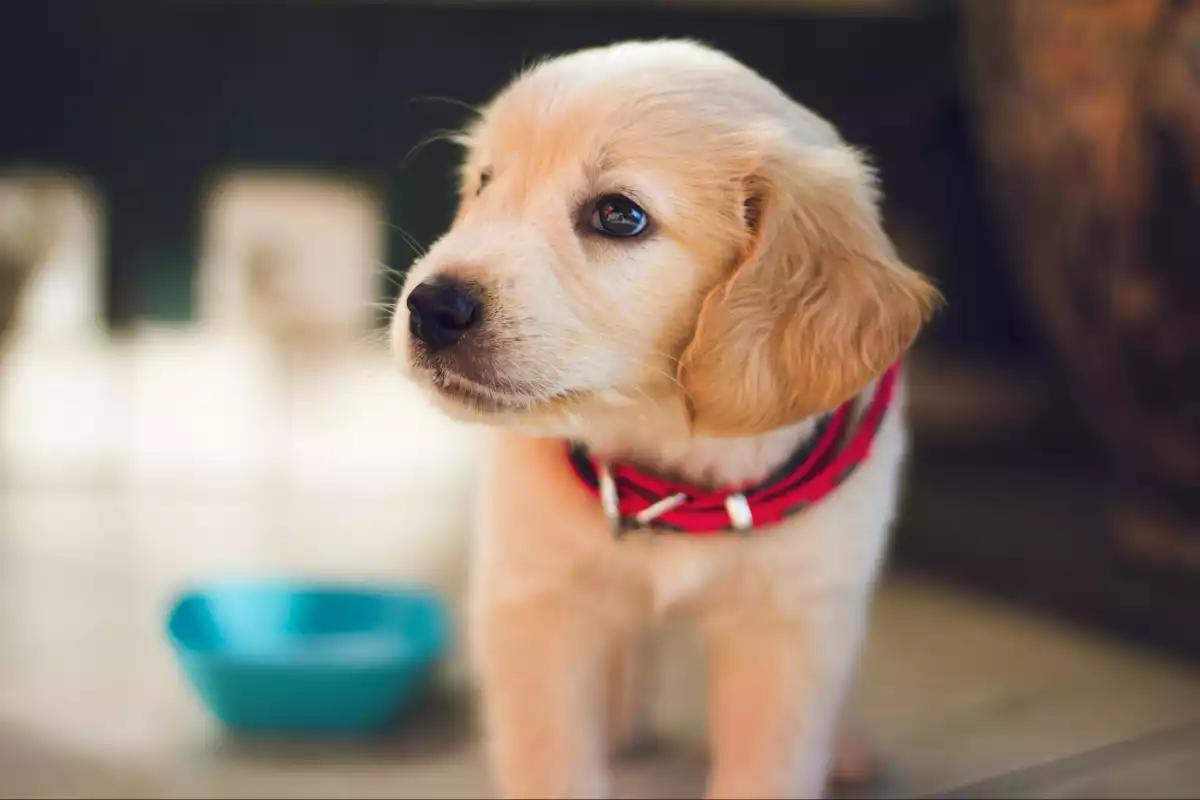 ¿Cómo proteger a las mascotas ante las fuertes lluvias en Yucatán?