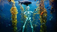 12-foot skeleton (temporarily) haunts California aquarium’s giant kelp forest