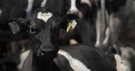 Líderes agricultores en EU rechazan plan de Trump para importar más carne de Argentina
