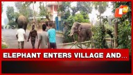 Wild Elephant Strays Into Malihata Village In Mayurbhanj, But…