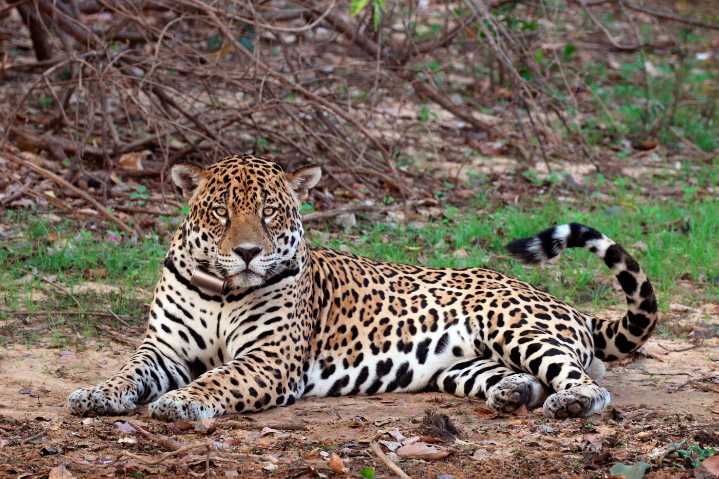 Instan a establecer nuevas áreas protegidas para conservar el jaguar en Venezuela