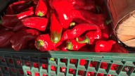 Block's Stand and Greenhouse customers gobble up red peppers