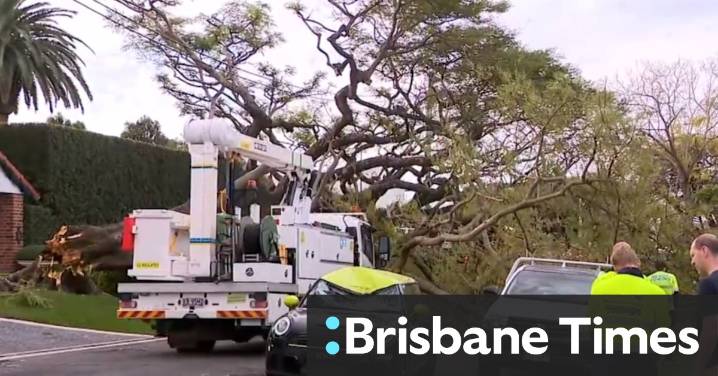 Massive tree smashes cars in ritzy street