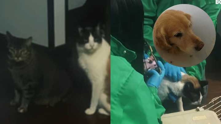 Autoridades rescatan a los dos gatos que el presunto agresor de Samantha tenía en su domicilio